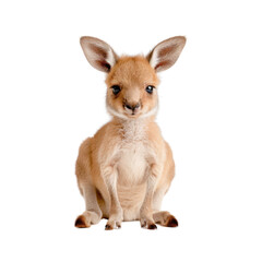 Obraz premium Baby kangaroo, white isolate background