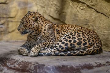 Ceylon leopard resting in captivity.
