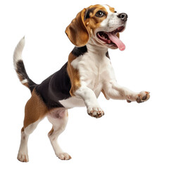 Beagle dog jumping joyfully on a white isolated background
