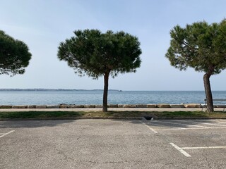Marina trees along the road with a sea view