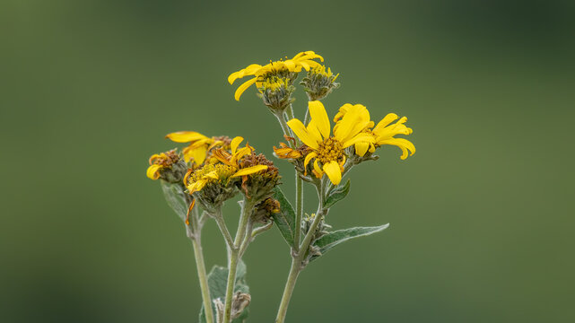 Arnica montana is a medicinal plant in Europa