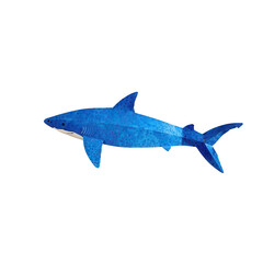 Fototapeta premium Blue shark illustration, white isolated background