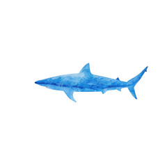 Fototapeta premium Blue shark illustration on a white isolated background