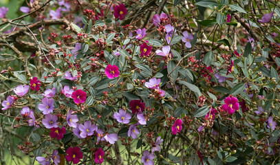 Tibouchina lepidota plant (Sietecueros) in different colors