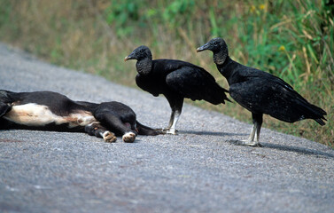 Vautour urubu noir, Urubu noir,.Coragyps atratus, Black Vulture, mange un chien noir écrasé sur un route