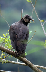 Vautour urubu noir, Urubu noir,.Coragyps atratus, Black Vulture