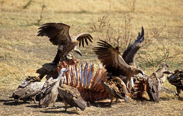 Vautour africain,.Gyps africanus, White backed Vulture, Parc national du Serengeti, Tanzanie