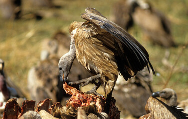 Vautour africain,.Gyps africanus, White backed Vulture, Parc national du Serengeti, Tanzanie