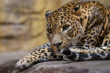 Ceylon leopard in head detail.
