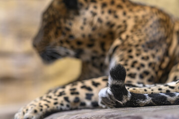Ceylon leopard detail of the raised end of the tail.
