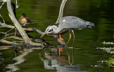 Héron cendré, Ardea cinerea, Grey Heron