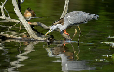 Héron cendré, Ardea cinerea, Grey Heron