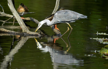 Héron cendré, Ardea cinerea, Grey Heron