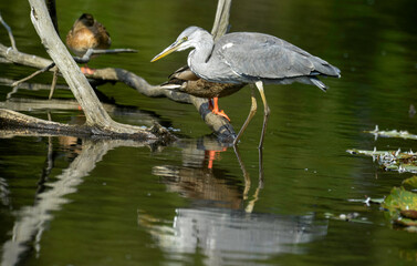 Héron cendré, Ardea cinerea, Grey Heron