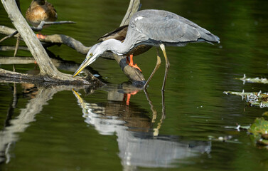 Héron cendré, Ardea cinerea, Grey Heron