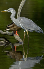 Héron cendré, Ardea cinerea, Grey Heron