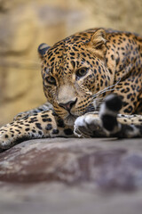 Ceylon leopard in head detail.
