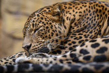 Ceylon leopard in head detail.

