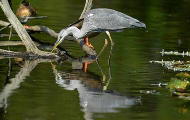 Héron cendré, Ardea cinerea, Grey Heron
