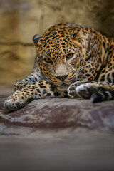 Ceylon leopard in head detail.
