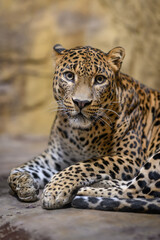 Ceylon leopard in head detail.
