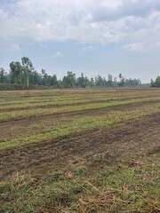 Dry field with grass patches and trees