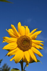 Naklejka premium A sunflower flower in the garden, Sainte-Apolline, Québec, Canada