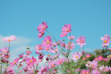 風に吹かれるコスモス