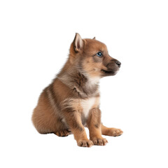 Fototapeta premium Cute puppy sitting on a white isolated background.