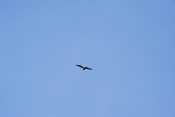 Red kite circling in the sky with blue sky background at Swiss City of Zürich on a sunny autumn afternoon. Photo taken November 6th 2024, Zurich, Switzerland.
