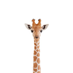 Obraz premium Giraffe head, white isolated background