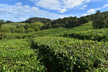 Fototapeta premium Azores - Sao miguel