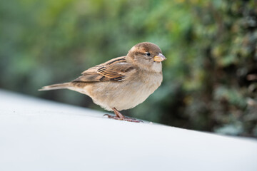 Un moineau femelle dans un parc urbain