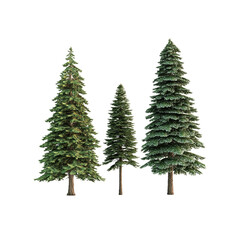 Fototapeta premium Three Tall Evergreen Trees Isolated on Transparent Background