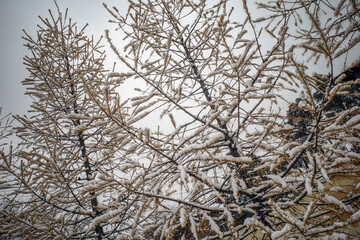 Snow-covered branches of larch on an autumn day