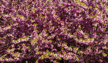 Obraz premium Blooming crabapple ornamental tree in spring - background photo