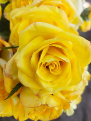 a yellow rose that is blooming with the word on it