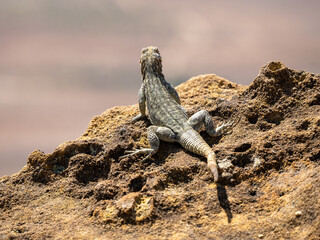 Madagaskar-Baumleguan