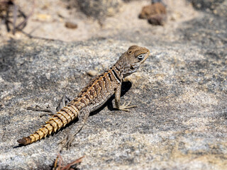 Madagaskar-Baumleguan