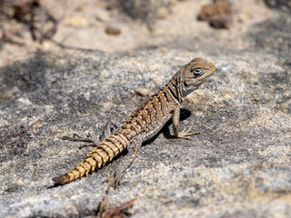 Madagaskar-Baumleguan