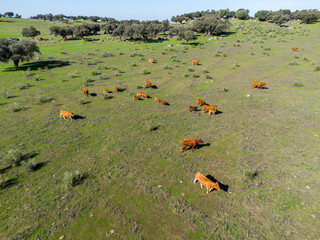 Herd of Cows in the Extremaduran Dehesa: Autumn Serenity from Above. Aerial View.