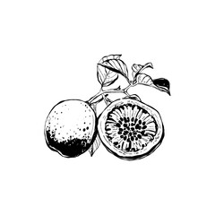 Abstract fruits vector black ink . Modern trendyи minimal style. Exotic Healthy Food. Hand drawn design for wallpaper, wall decor, print, postcard, cover, template, banner.