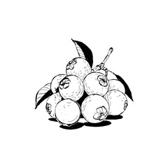 Abstract fruits vector black ink . Modern trendyи minimal style. Exotic Healthy Food. Hand drawn design for wallpaper, wall decor, print, postcard, cover, template, banner.