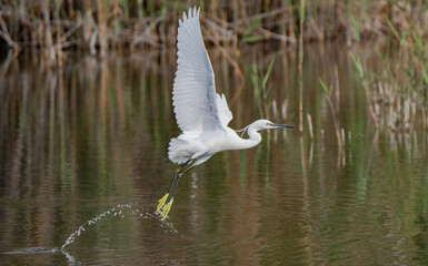 little egret take off from the lagoon	