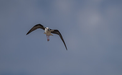 Black-winged Stilt in flight over the marshes of the Ebro delta	