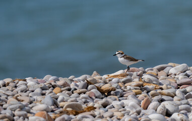 Kentish plover in the wild mediterranean beach	