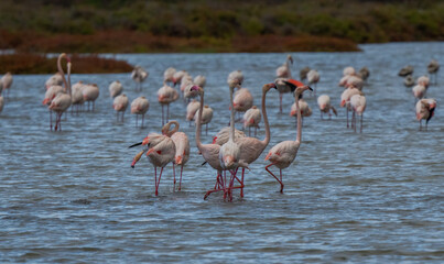 greater flamingos in the lagoon of delta ebro river	