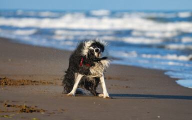border collie playing in the beach	