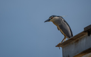 Black-crowned Night Heron on the roof