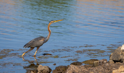 purple heron in the ebro delta	